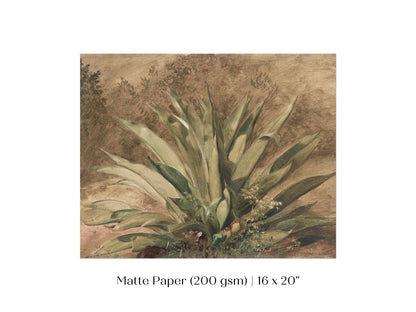 Century Plant | P371 - Single Art Prints - Piccolo Fiore Prints