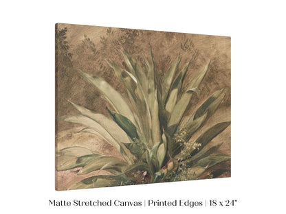 Century Plant | P371 - Single Art Prints - Piccolo Fiore Prints