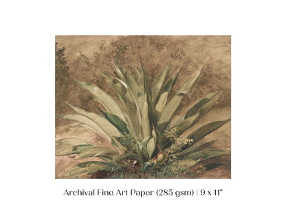 Century Plant | P371 - Single Art Prints - Piccolo Fiore Prints