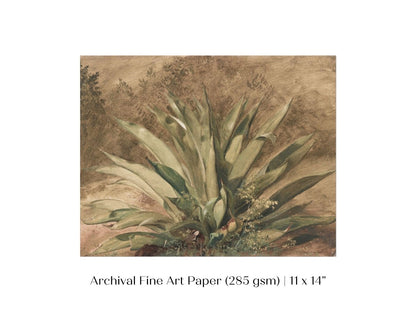 Century Plant | P371 - Single Art Prints - Piccolo Fiore Prints