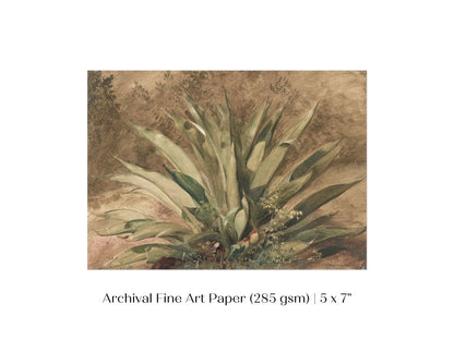 Century Plant | P371 - Single Art Prints - Piccolo Fiore Prints