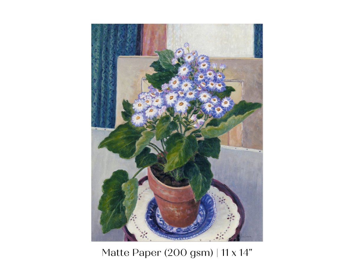 Cineraria | P208 - Single Art Prints - Piccolo Fiore Prints