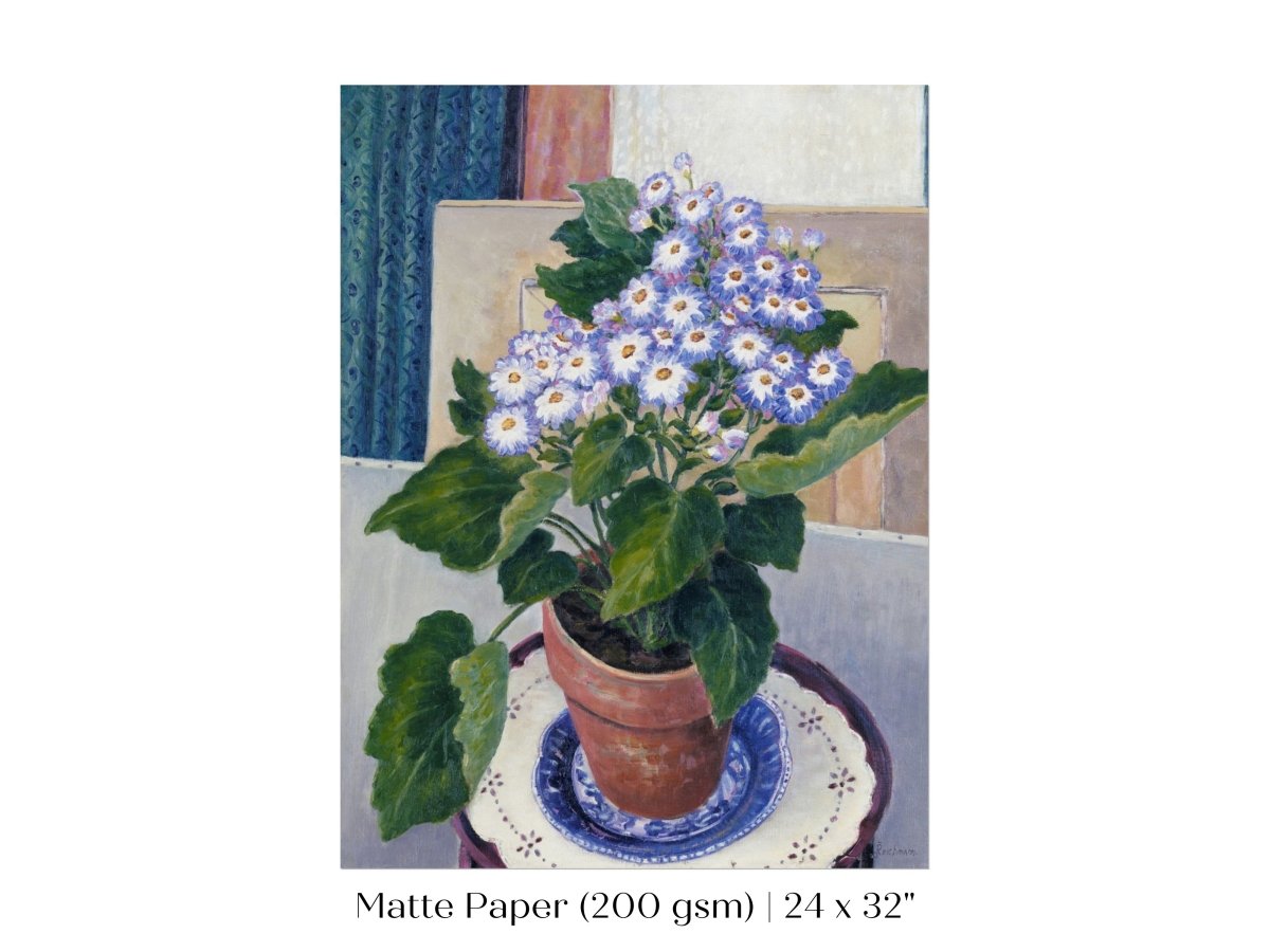 Cineraria | P208 - Single Art Prints - Piccolo Fiore Prints