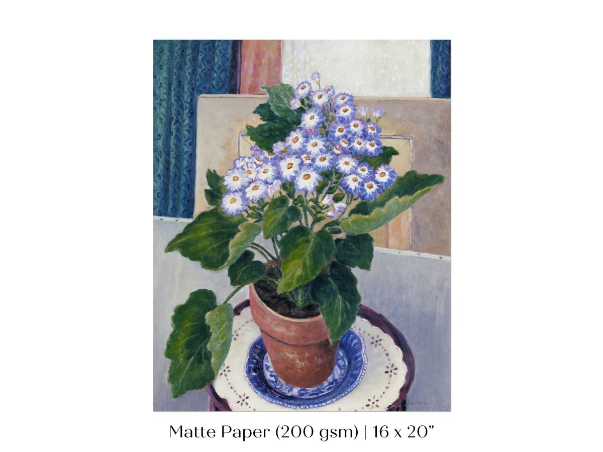 Cineraria | P208 - Single Art Prints - Piccolo Fiore Prints