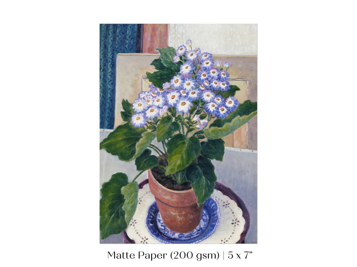 Cineraria | P208 - Single Art Prints - Piccolo Fiore Prints
