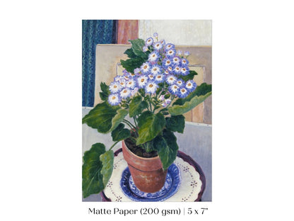 Cineraria | P208 - Single Art Prints - Piccolo Fiore Prints