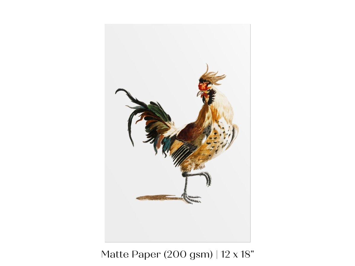 Cockerel Illustration | P102 - Single Art Prints - Piccolo Fiore Prints