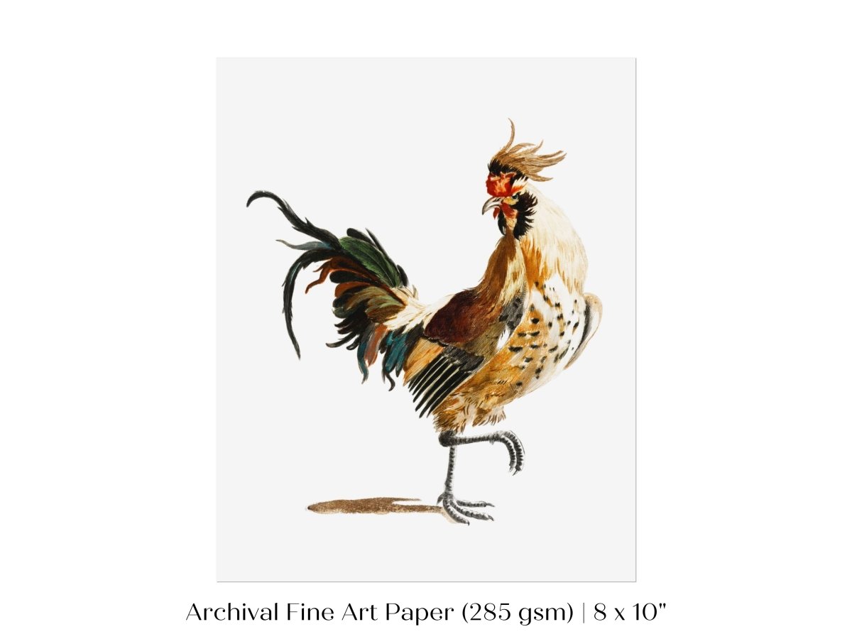 Cockerel Illustration | P102 - Single Art Prints - Piccolo Fiore Prints