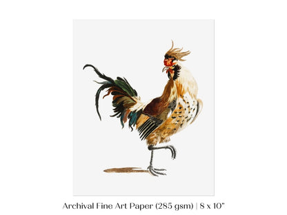 Cockerel Illustration | P102 - Single Art Prints - Piccolo Fiore Prints