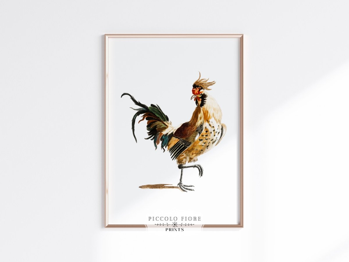 Cockerel Illustration | P102 - Single Art Prints - Piccolo Fiore Prints