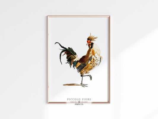 Cockerel Illustration | P102 - Single Art Prints - Piccolo Fiore Prints