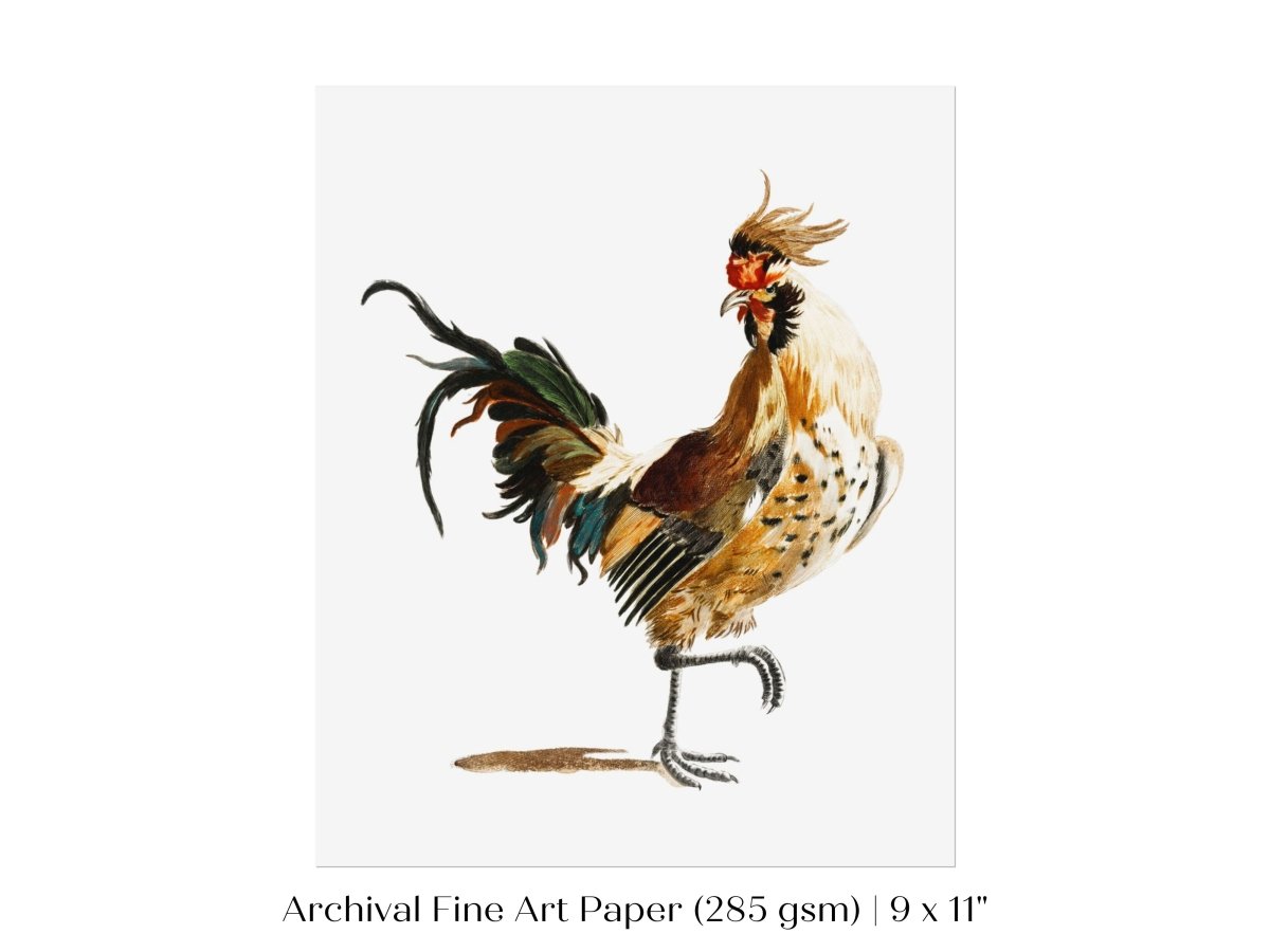 Cockerel Illustration | P102 - Single Art Prints - Piccolo Fiore Prints