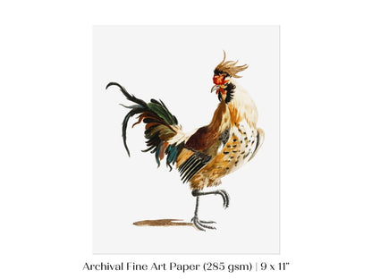 Cockerel Illustration | P102 - Single Art Prints - Piccolo Fiore Prints