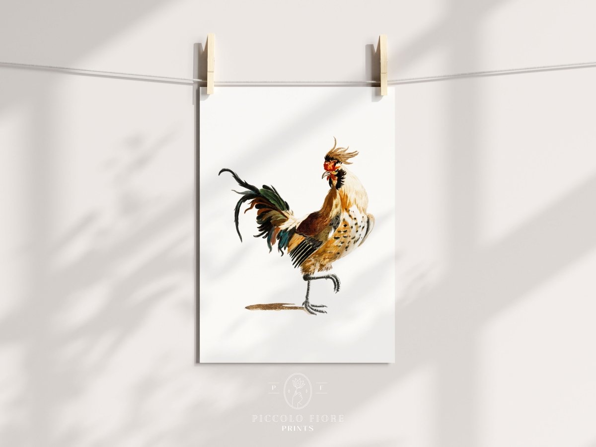 Cockerel Illustration | P102 - Single Art Prints - Piccolo Fiore Prints