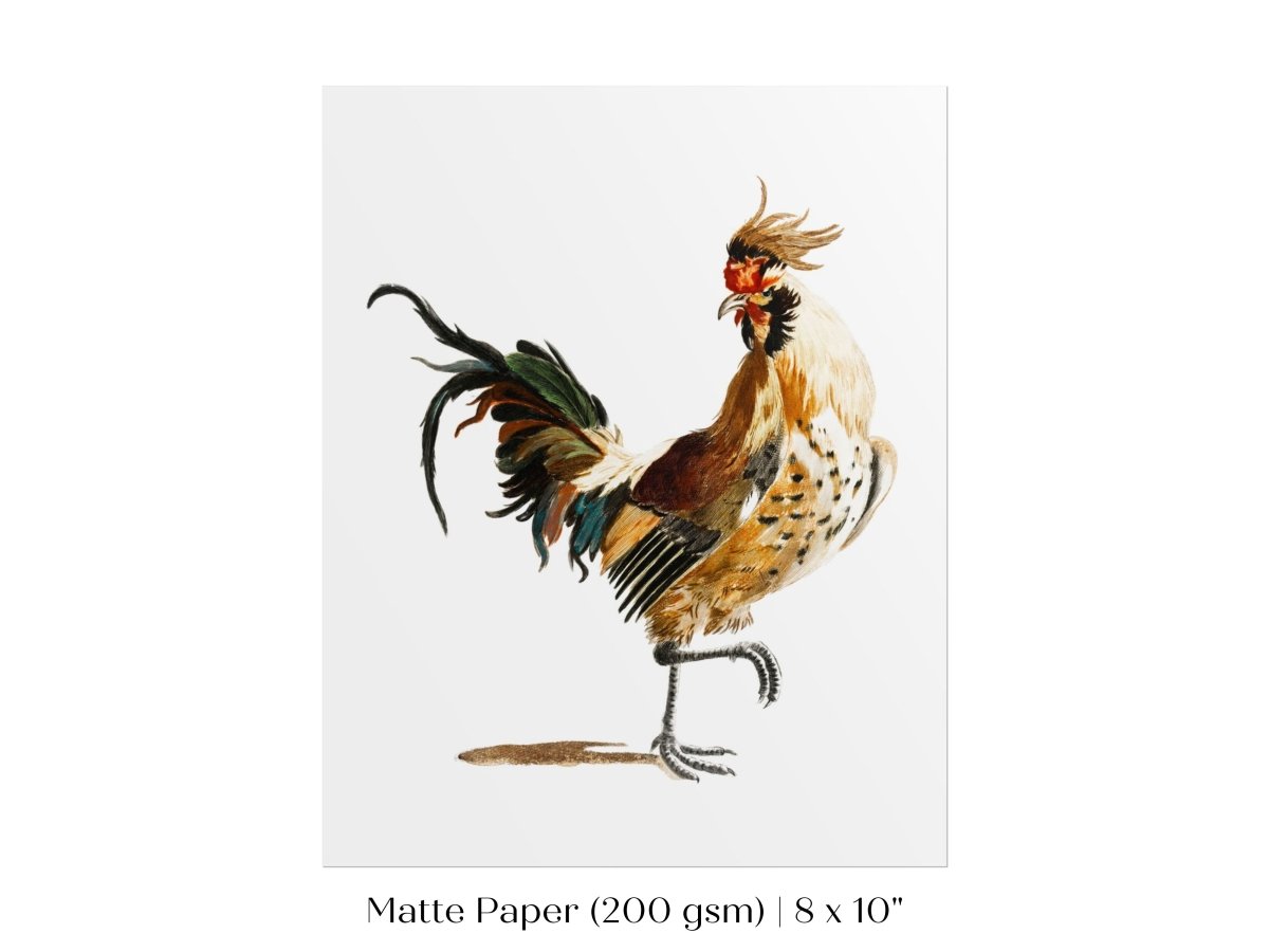 Cockerel Illustration | P102 - Single Art Prints - Piccolo Fiore Prints