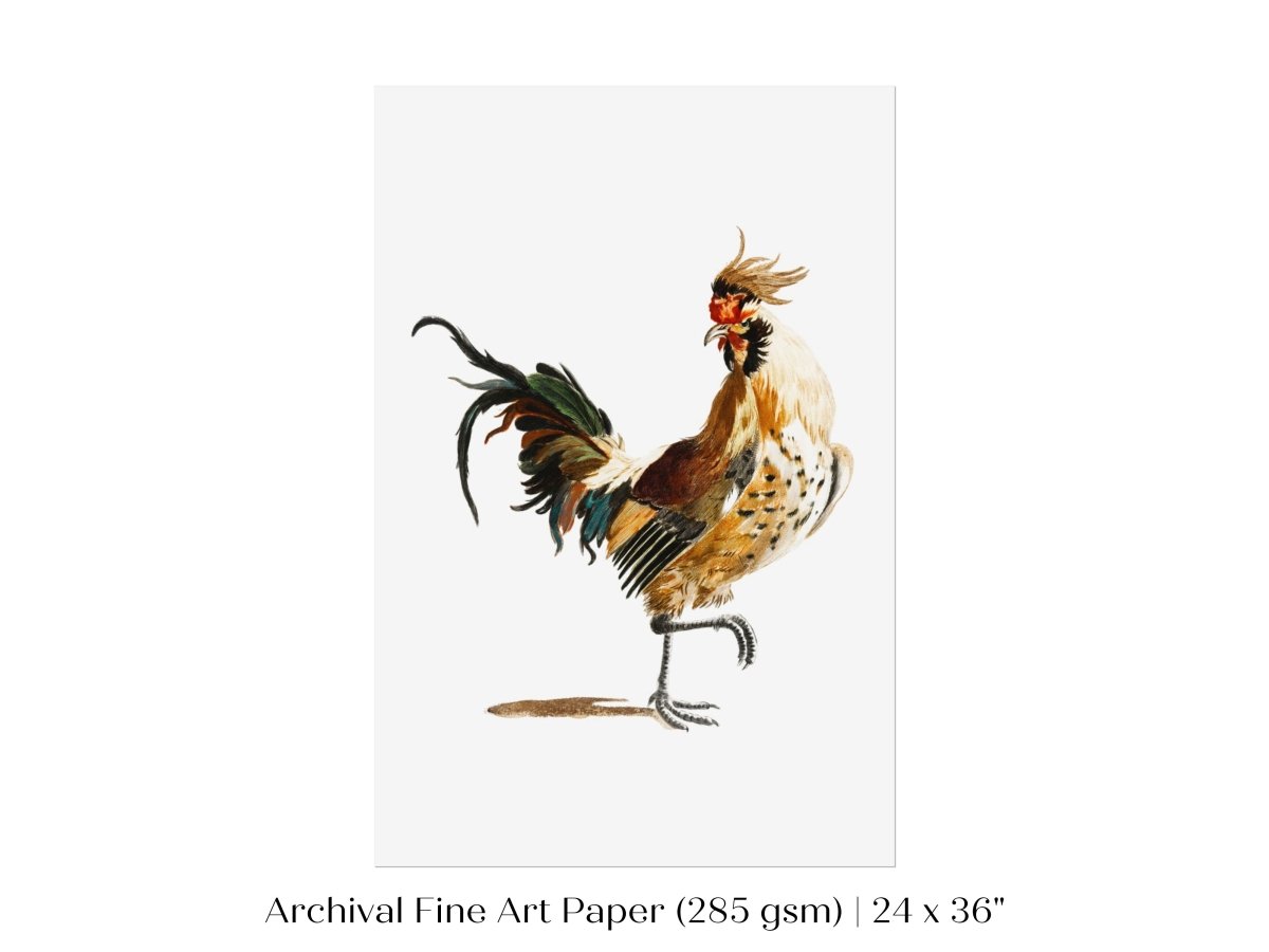 Cockerel Illustration | P102 - Single Art Prints - Piccolo Fiore Prints