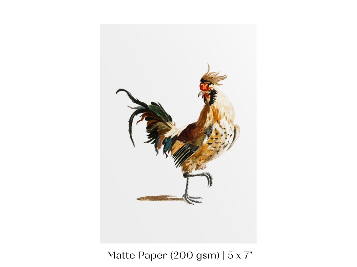 Cockerel Illustration | P102 - Single Art Prints - Piccolo Fiore Prints