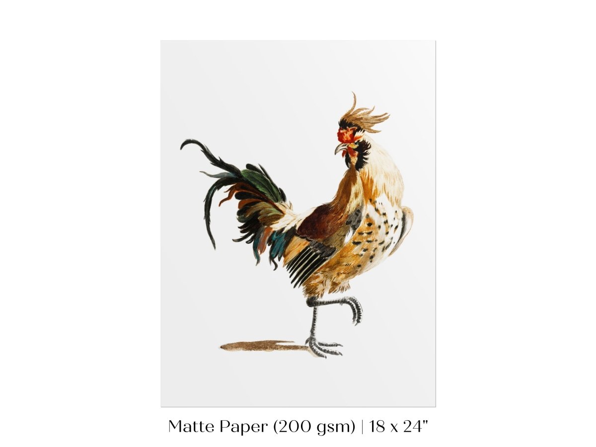 Cockerel Illustration | P102 - Single Art Prints - Piccolo Fiore Prints