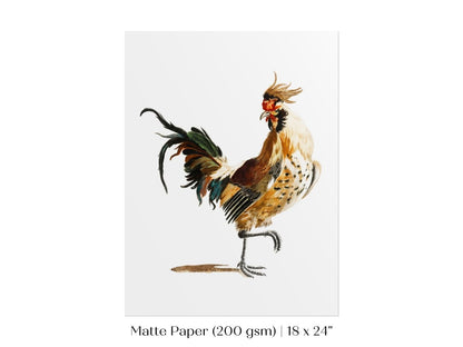 Cockerel Illustration | P102 - Single Art Prints - Piccolo Fiore Prints