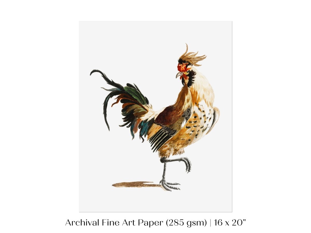 Cockerel Illustration | P102 - Single Art Prints - Piccolo Fiore Prints