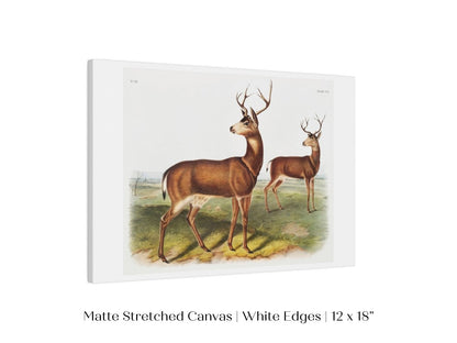 Columbian Black - tailed Deer | P72 - Single Art Prints - Piccolo Fiore Prints