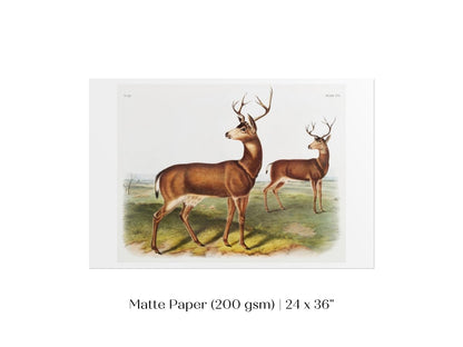 Columbian Black - tailed Deer | P72 - Single Art Prints - Piccolo Fiore Prints