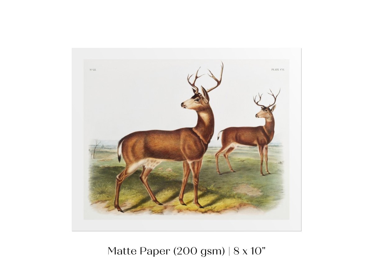 Columbian Black - tailed Deer | P72 - Single Art Prints - Piccolo Fiore Prints