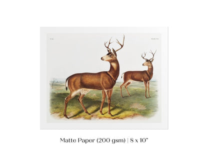 Columbian Black - tailed Deer | P72 - Single Art Prints - Piccolo Fiore Prints