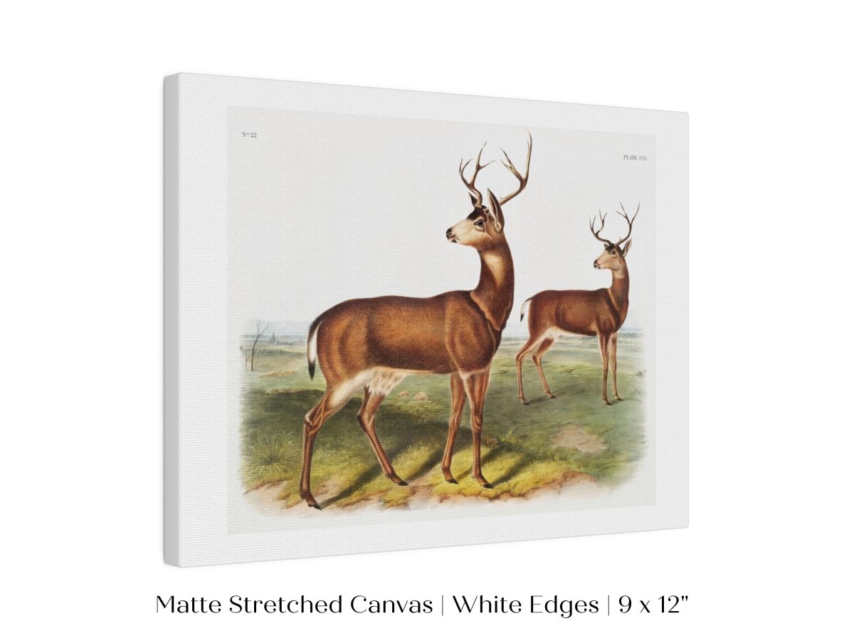 Columbian Black - tailed Deer | P72 - Single Art Prints - Piccolo Fiore Prints