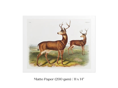 Columbian Black - tailed Deer | P72 - Single Art Prints - Piccolo Fiore Prints