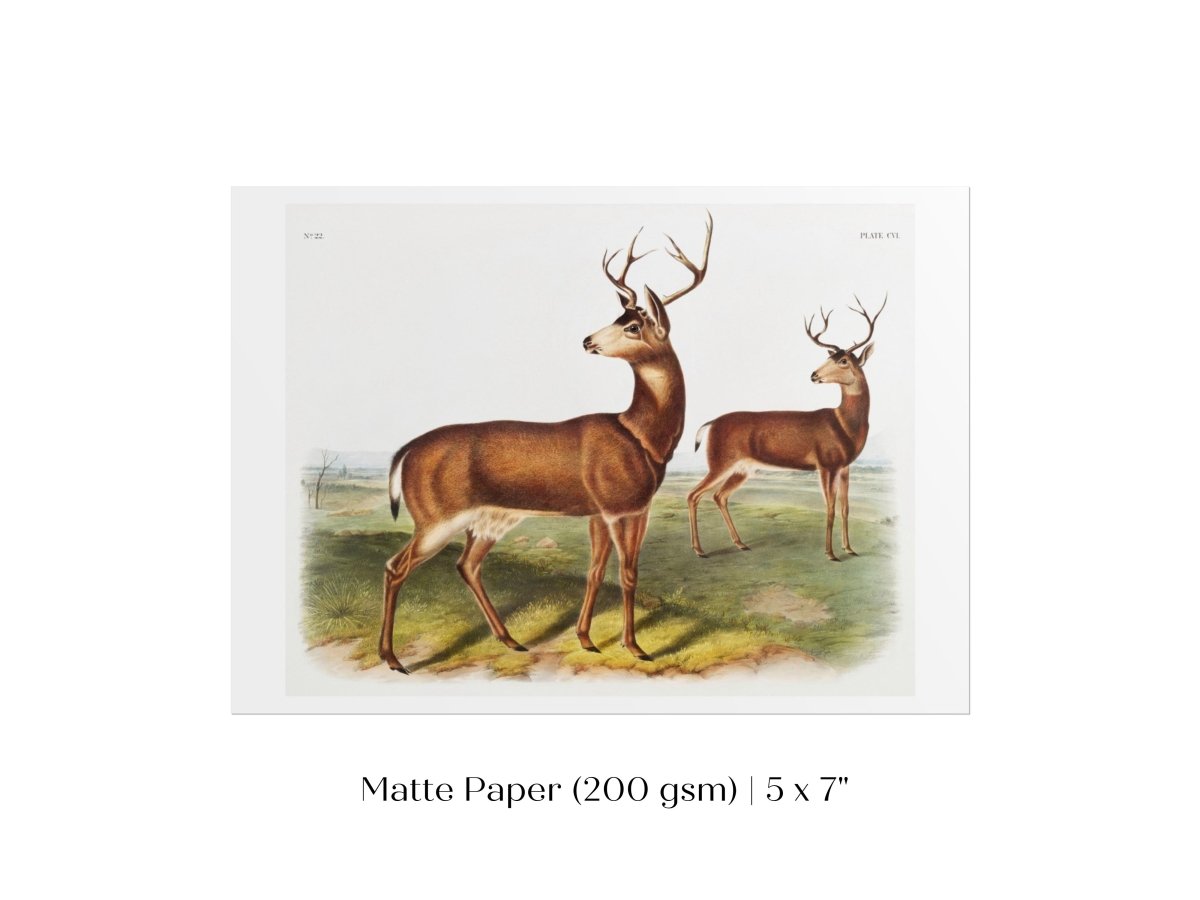 Columbian Black - tailed Deer | P72 - Single Art Prints - Piccolo Fiore Prints