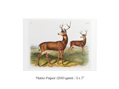 Columbian Black - tailed Deer | P72 - Single Art Prints - Piccolo Fiore Prints