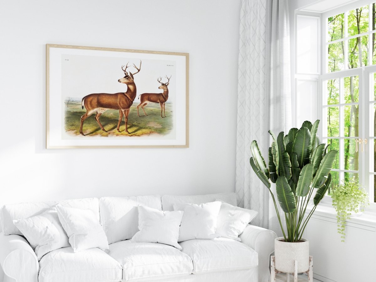 Columbian Black - tailed Deer | P72 - Single Art Prints - Piccolo Fiore Prints