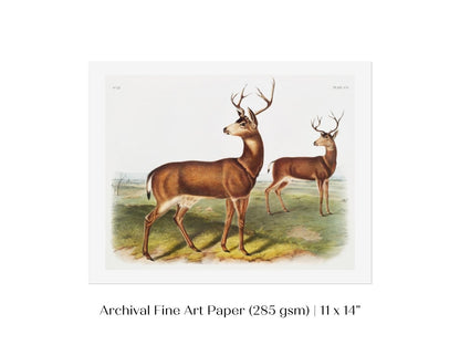Columbian Black - tailed Deer | P72 - Single Art Prints - Piccolo Fiore Prints