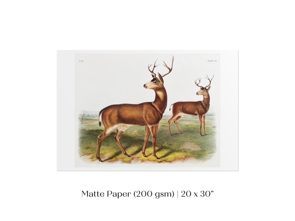 Columbian Black - tailed Deer | P72 - Single Art Prints - Piccolo Fiore Prints