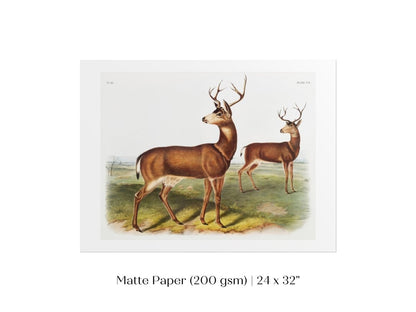 Columbian Black - tailed Deer | P72 - Single Art Prints - Piccolo Fiore Prints