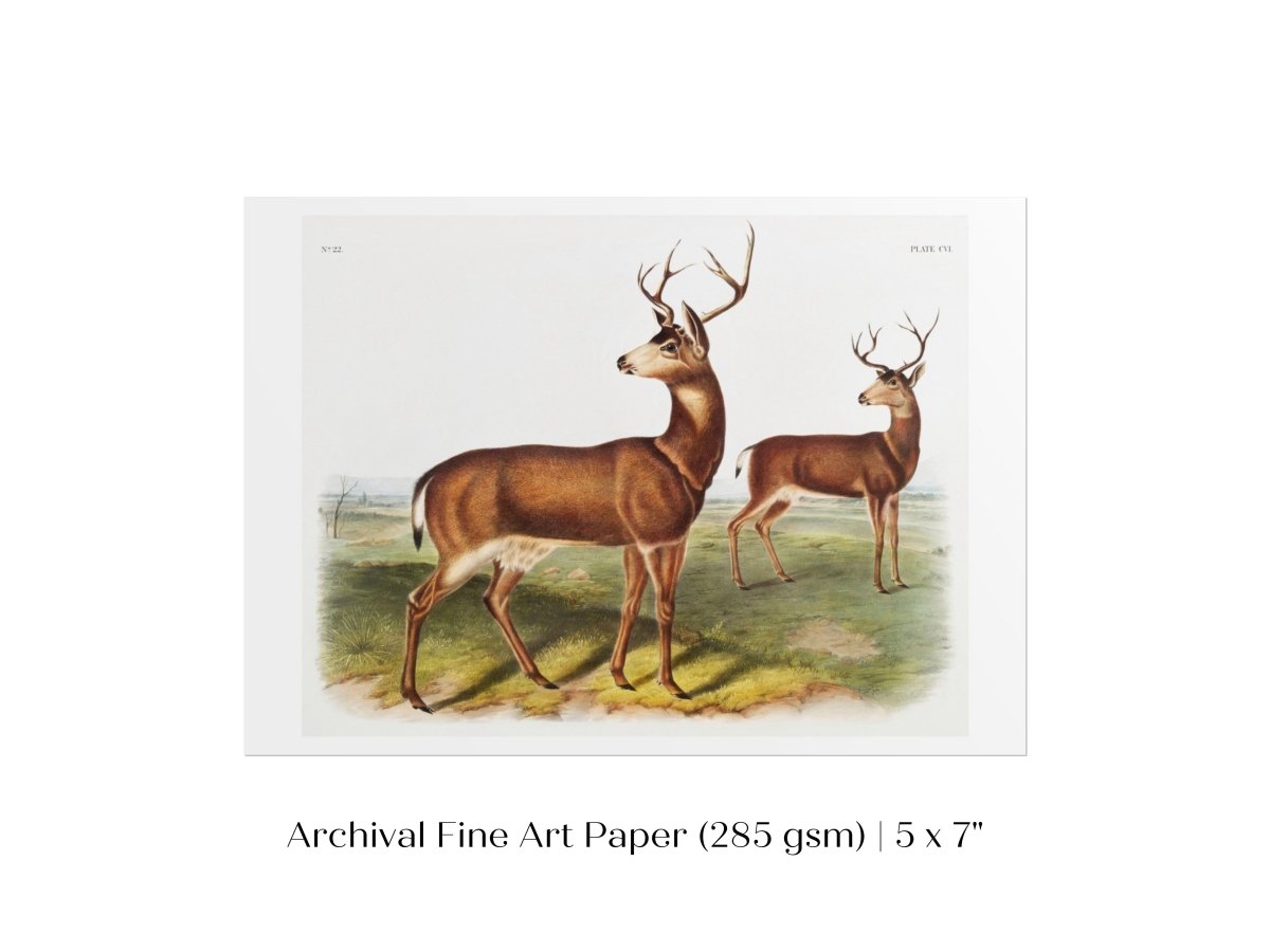 Columbian Black - tailed Deer | P72 - Single Art Prints - Piccolo Fiore Prints