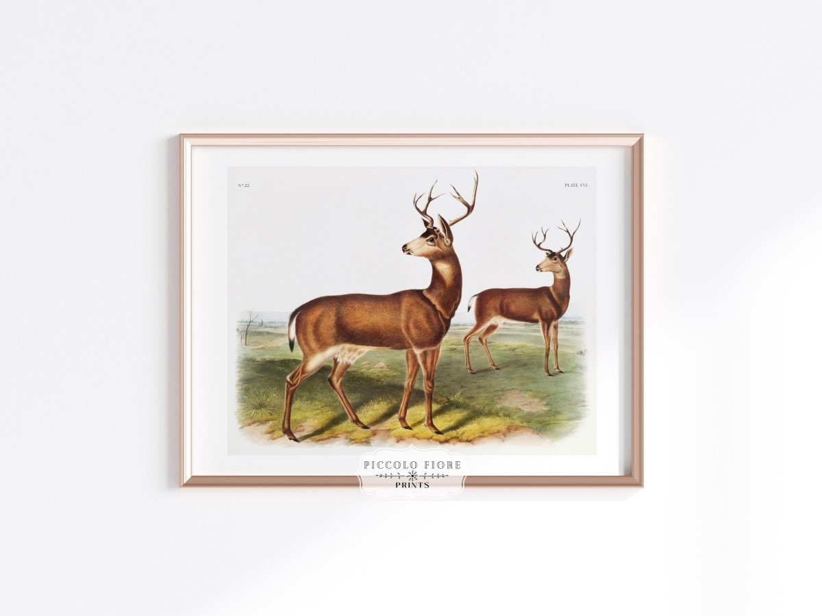 Columbian Black - tailed Deer | P72 - Single Art Prints - Piccolo Fiore Prints