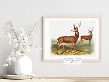 Columbian Black - tailed Deer | P72 - Single Art Prints - Piccolo Fiore Prints