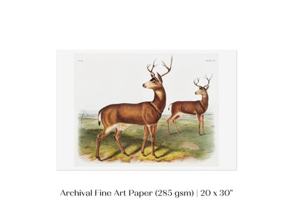 Columbian Black - tailed Deer | P72 - Single Art Prints - Piccolo Fiore Prints