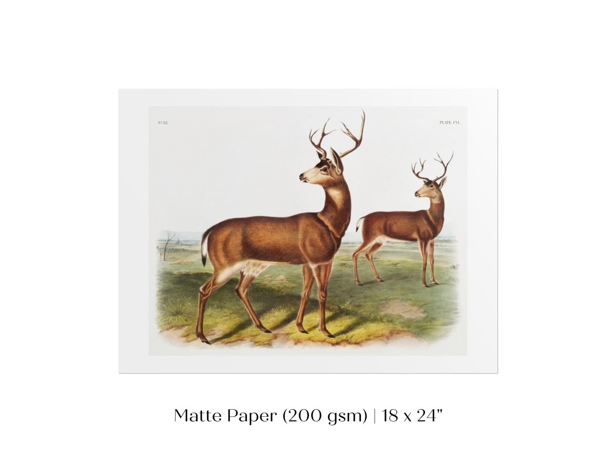 Columbian Black - tailed Deer | P72 - Single Art Prints - Piccolo Fiore Prints