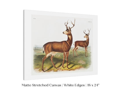 Columbian Black - tailed Deer | P72 - Single Art Prints - Piccolo Fiore Prints