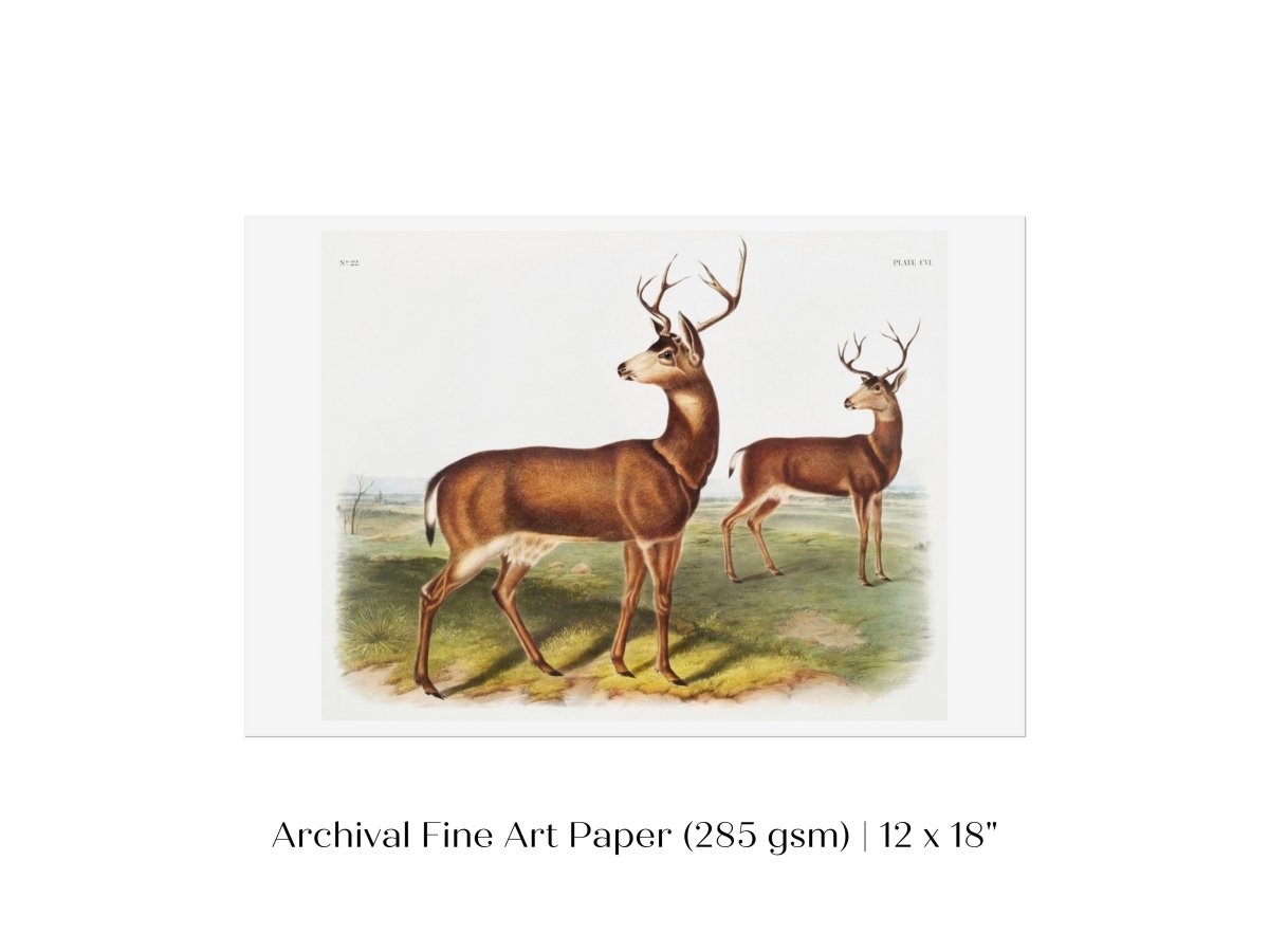 Columbian Black - tailed Deer | P72 - Single Art Prints - Piccolo Fiore Prints