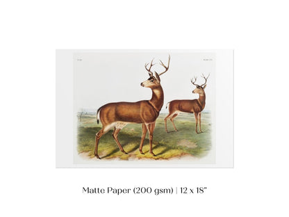 Columbian Black - tailed Deer | P72 - Single Art Prints - Piccolo Fiore Prints