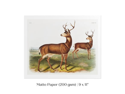 Columbian Black - tailed Deer | P72 - Single Art Prints - Piccolo Fiore Prints