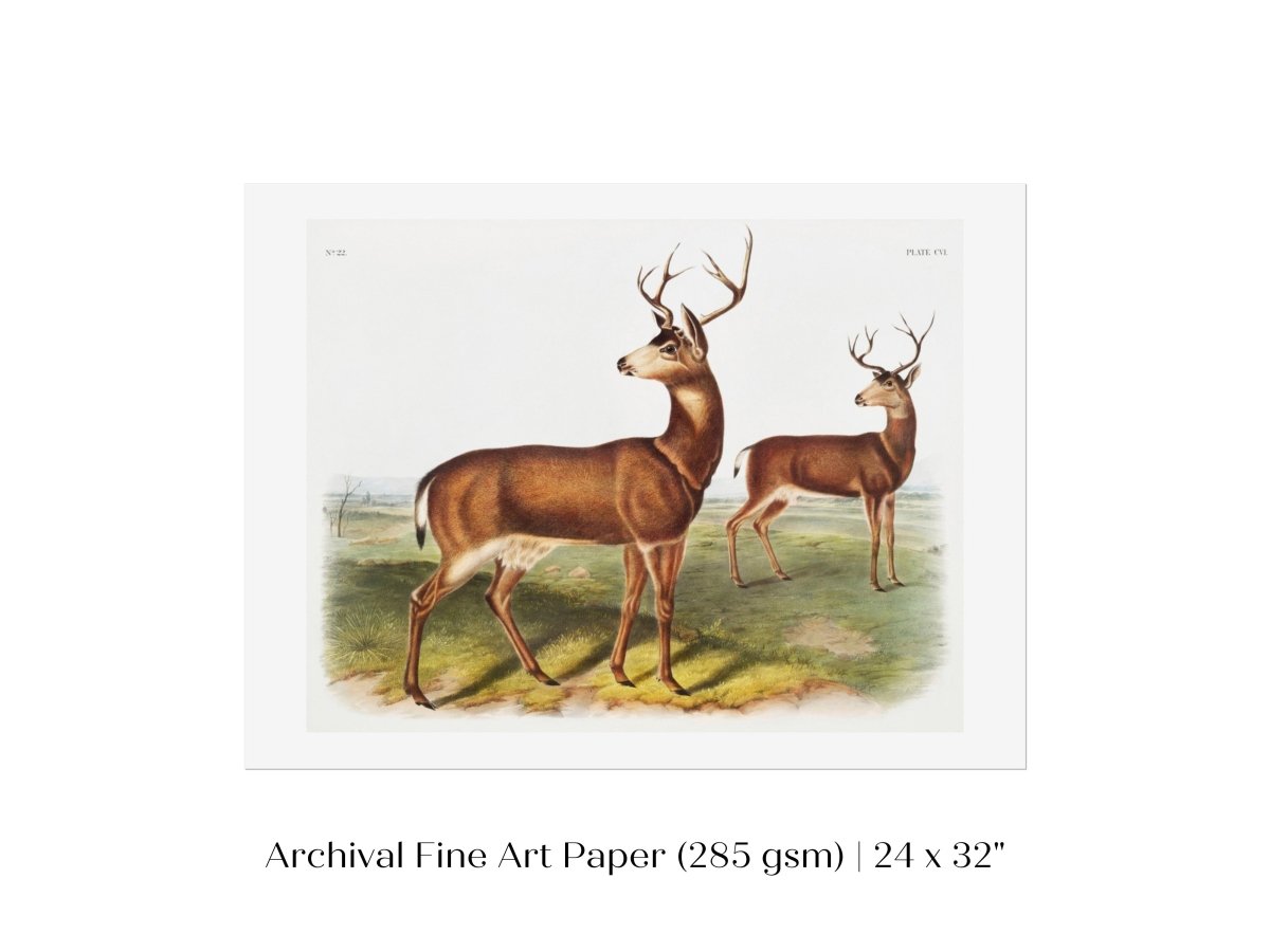 Columbian Black - tailed Deer | P72 - Single Art Prints - Piccolo Fiore Prints