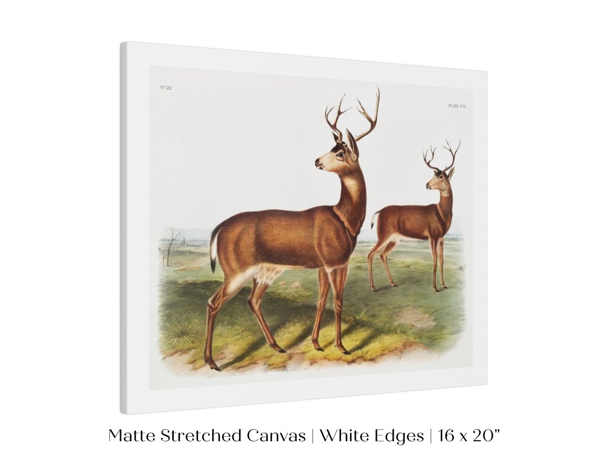 Columbian Black - tailed Deer | P72 - Single Art Prints - Piccolo Fiore Prints