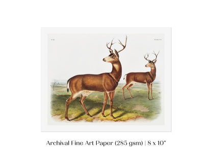 Columbian Black - tailed Deer | P72 - Single Art Prints - Piccolo Fiore Prints