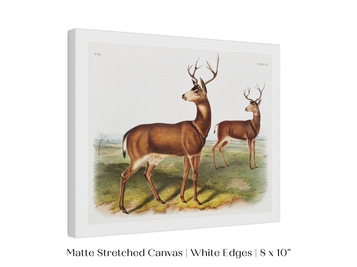 Columbian Black - tailed Deer | P72 - Single Art Prints - Piccolo Fiore Prints