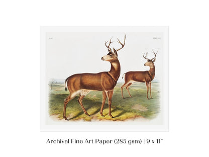 Columbian Black - tailed Deer | P72 - Single Art Prints - Piccolo Fiore Prints